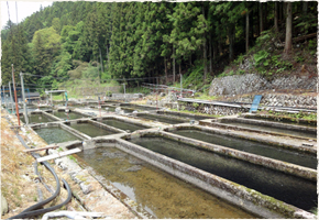 神坂養魚場