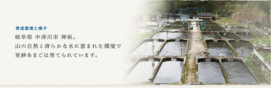 育成環境と様子 岐阜県 中津川市 神坂。山の自然と清らかな水に恵まれた環境で更紗あまごは育てられています。